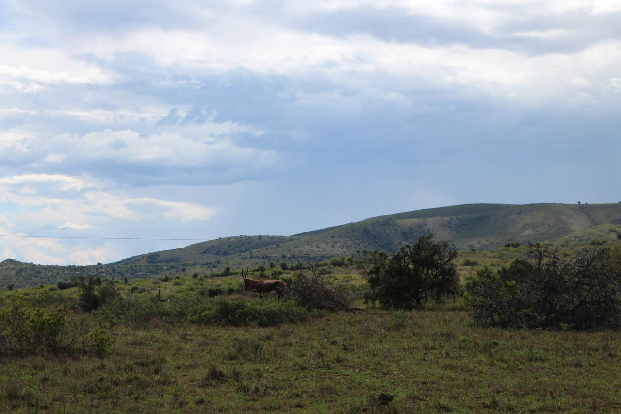 Addo Elephant Lodge & Safaris Kirkwood Exterior photo