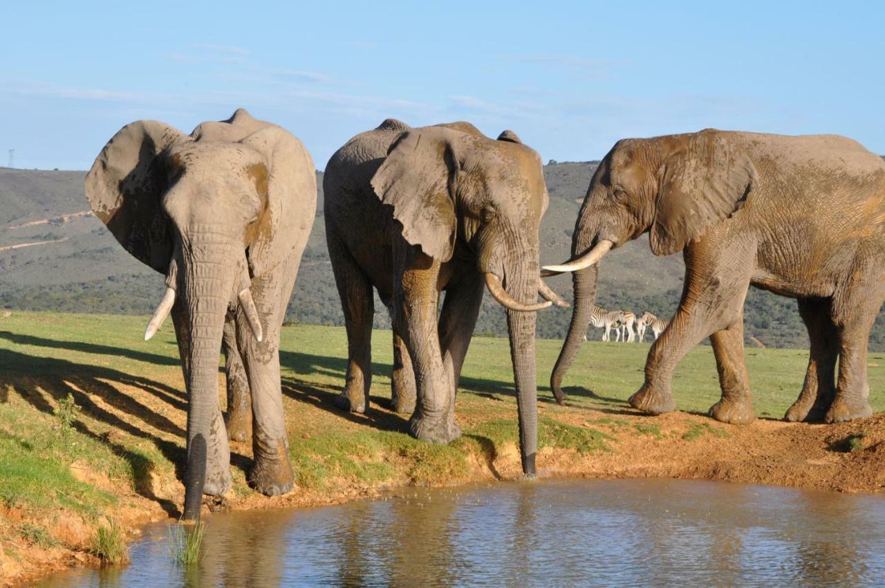 Addo Elephant Lodge & Safaris Kirkwood Exterior photo